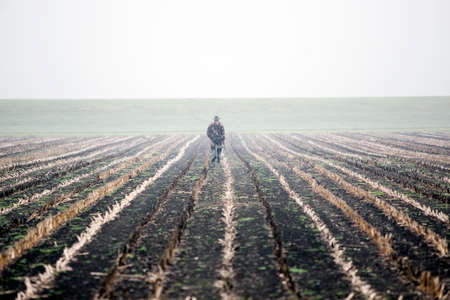 hunter with rifle in cornfield in holland under misty conditionsの写真素材