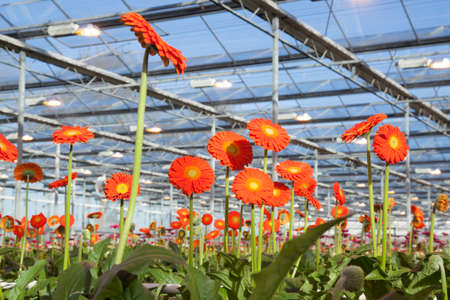 many orange gerbera flowers in greenhouse in hollandの写真素材