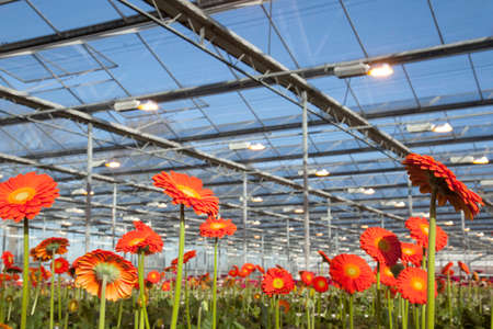 many orange gerbera flowers in greenhouse in hollandの写真素材