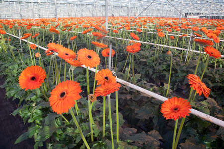 many orange gerbera flowers in greenhouse in hollandの写真素材