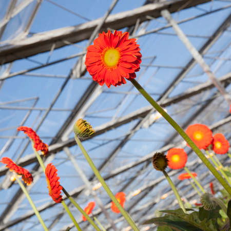 many orange gerbera flowers in greenhouse in hollandの写真素材