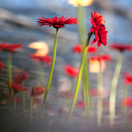 red gerbera flowers with other flowers and blue sky in background