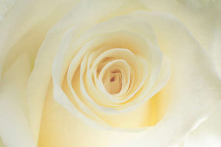 closeup of creamy white roseの写真素材