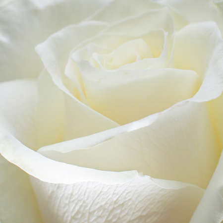 closeup of  white rose in square formatの写真素材
