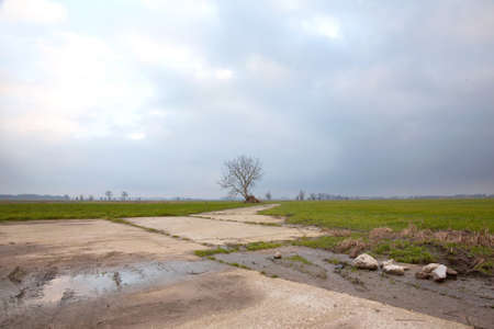landscape with meadows and tree in the netherlands between houten, Odijk and Bunnik in the province of Utrechtの写真素材