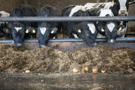 young black and white cows eat in stable in holland