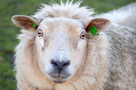 closeup of adult woolly sheep in green meadowの写真素材