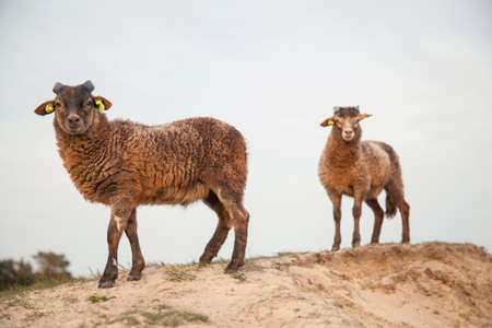 Brown lambs on sandy hill in dutch forest area near Zeist on utrechtse heuvelrugの写真素材