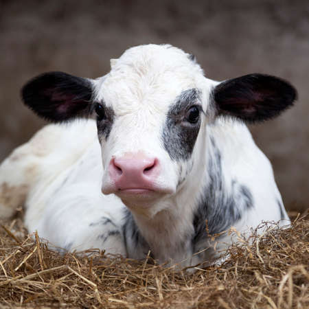 Very young black and white calf in straw of barn looks alert into cameraの写真素材