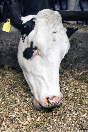 white head of eating cow in stable