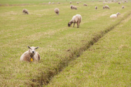 large flock of lamb and sheep in a dutch meadow in summerの写真素材