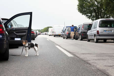 dog next to car during traffic jam on motorway in germanyのeditorial素材