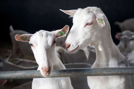 two curious white goats look over bars of stable