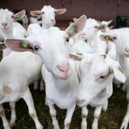 herd of curious white goats outside farm in hollandの写真素材