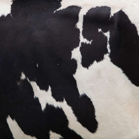 square picture of cow side with black and white patternの写真素材