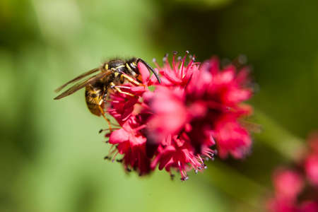 wasp sucks honey from pink flower of persicariaの写真素材