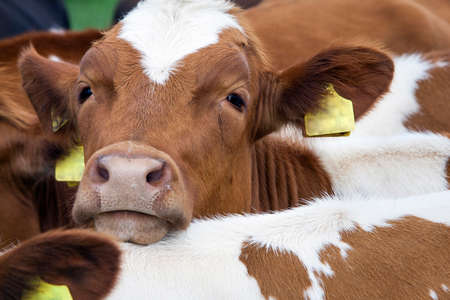 head of young reddish brown cow between other cows