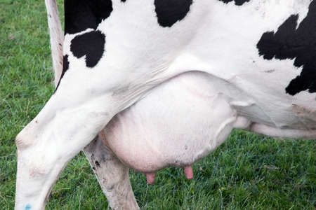 large udder full of milk under black and white cow in green meadowの写真素材