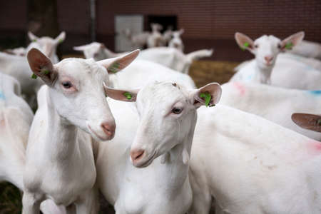 herd of curious white goats outside farm in hollandの写真素材
