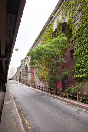 ivy and tree as city nature in lower manhattan under road towards brooklyn bridgeの写真素材