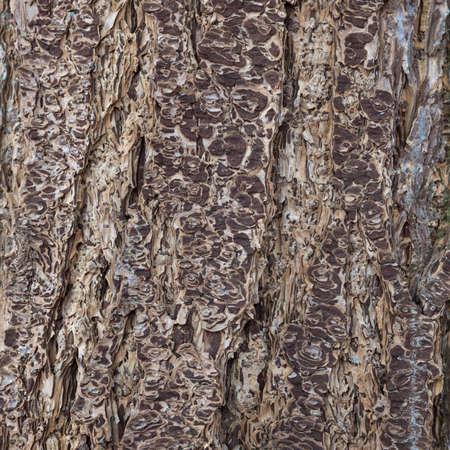 abstract pattern of bark of older spruce treeの写真素材