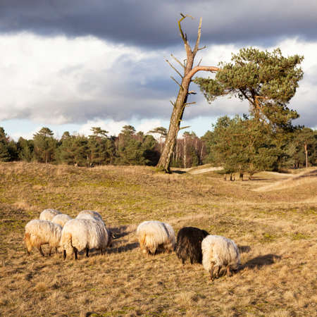 flock of sheep on the moor near Zeist and utrecht in the netherlandsの写真素材