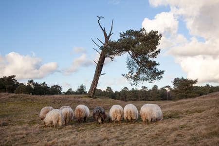 grazing sheep and pine trees on the moor near Zeist and utrecht in the netherlandsの写真素材
