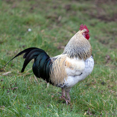 beautiful colorful cockerel stands proudly in the grass