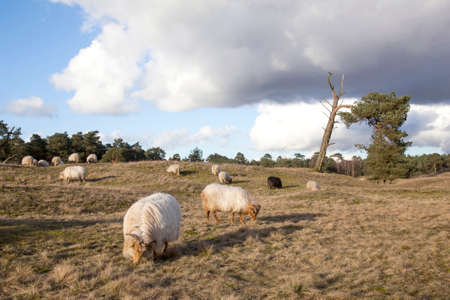 flock of sheep on the moor near Zeist and utrecht in the netherlandsの写真素材