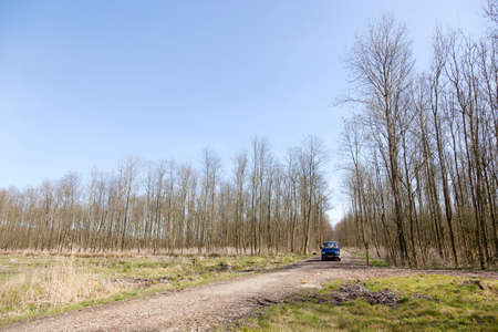 blue van between thin trees of forest in dutch province of flevoland and blue sky in early spring