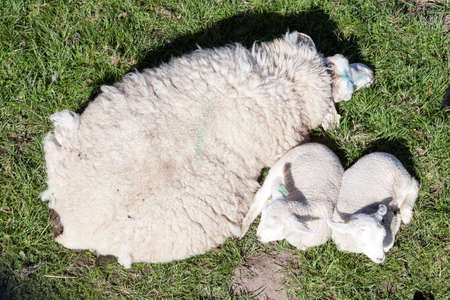 two lambs and mother sheep close together in green meadow seen from aboveの写真素材