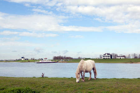 white horse grazes near ferryboat on river rhine at Wijk bij Duurstede in hollandの写真素材