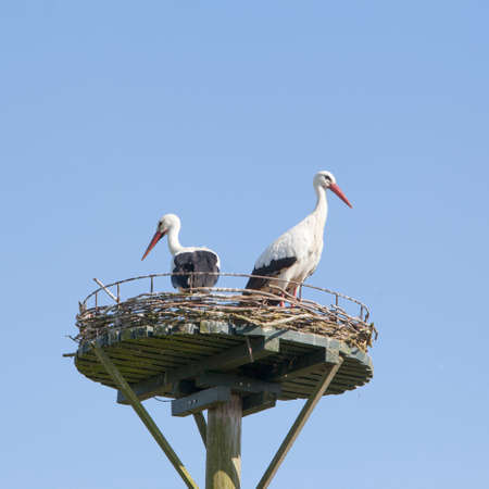 pair of storks on high nest against blue sky backgroundの写真素材