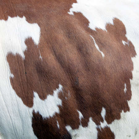 closeup of brown and white cowhide in square format