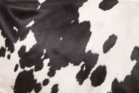 abstract pattern of black and white spots on side of cow