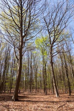 beech forest in spring near hilversum in the netherlands on sunny day with blue skyの写真素材
