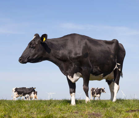black and white cow in green grassy dutch spring meadow under blue sky in holland with other cows in the backgroundの写真素材