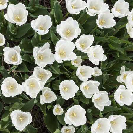 white tulips in garden seen from above in hollandの写真素材