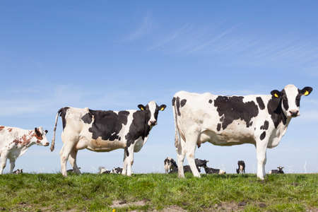 black and white cows stand and look in sunny dutch green meadow on beautiful day in Hollandの写真素材