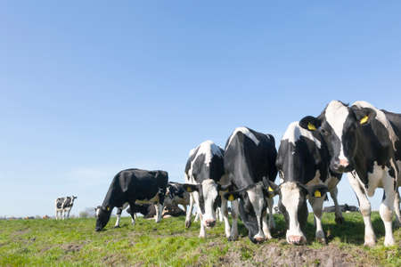 black and white cow in sunny dutch green meadow under blue sky on beautiful day in Holland with other cow in the backgroundの写真素材
