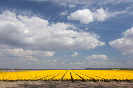 vast expance of yellow tulips in dutch flower field and blue sky with cloudsの写真素材