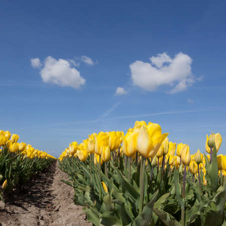yellow tulips in flower field with blue sky and two clouds in the dutch noordoostpolder from low angleの写真素材
