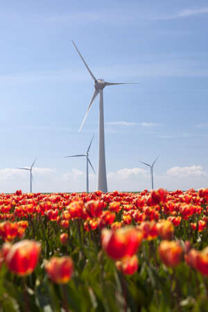 wind turbines against blue sky and red tulip field in noordoostpolder flevoland in the netherlands