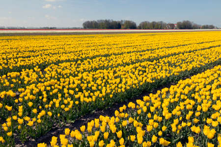 yellow tulips in flower field with blue sky in the dutch noordoostpolderの写真素材