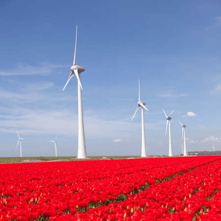 wind turbines against blue sky and red tulip field in noordoostpolder flevoland in the netherlandsの写真素材