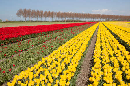 red and yellow tulips in dutch landscape with trees in noordoostpolder in the province of flevolandの写真素材