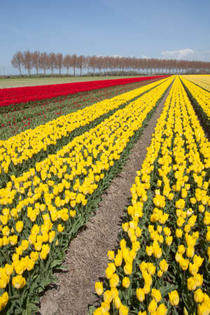 red and yellow tulips in dutch landscape with trees in noordoostpolder in the province of flevolandの写真素材
