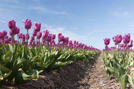 purple tulips and blue sky on dutch tulip flower landscape in the netherlands in the province of flevolandの写真素材