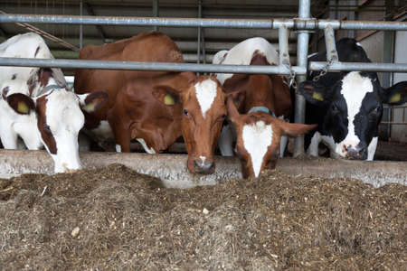red and white cow in dutch loose house feed on prepared grassの写真素材