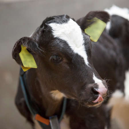 black and white calf stands in straw of barnの写真素材